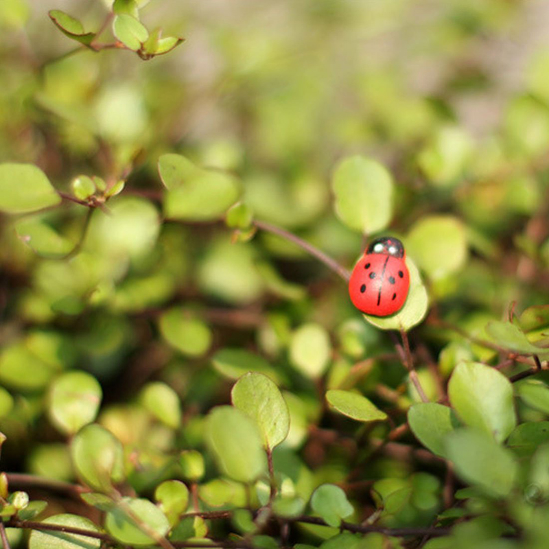 100pcs Mini Joaninhas Adesivas - Art Craft Ladybug avaliação e preço